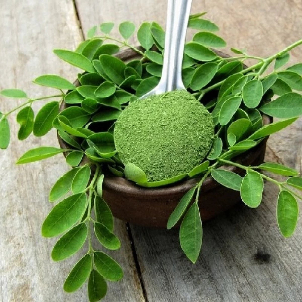 High quality sōjina pātār guṛā (moringa powder) spoon-full over a bowl